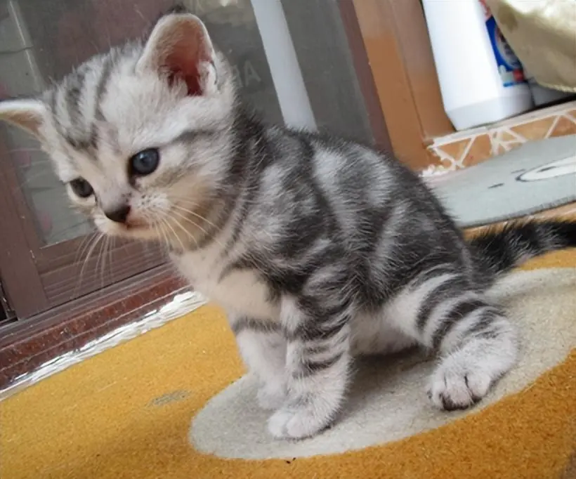600元买的美短猫，一周后发现它得了细小，治疗费至少两千多