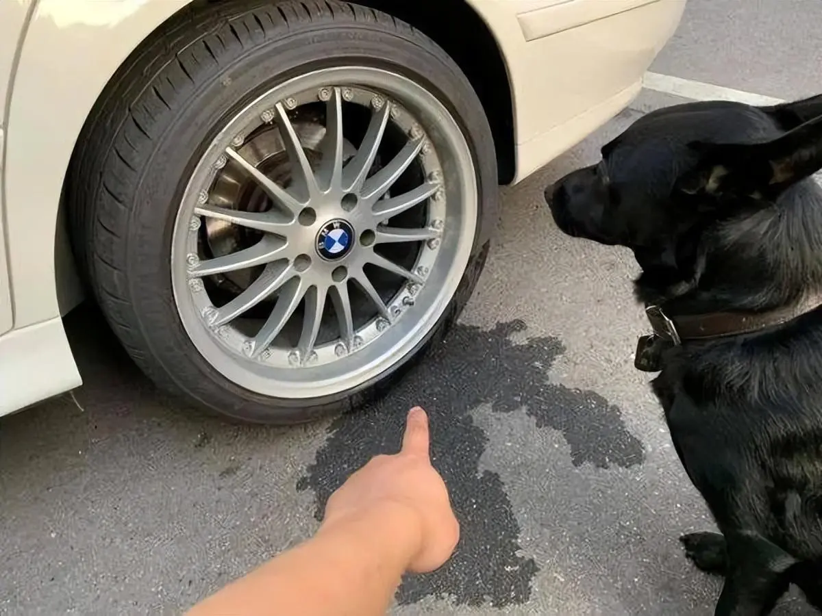 为什么狗对着轮胎撒尿情有独钟？轮胎究竟有什么魔力？