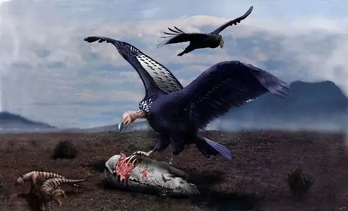 阿根廷巨鹰——鹰翼展开可达14米，却因体型太大最终灭绝