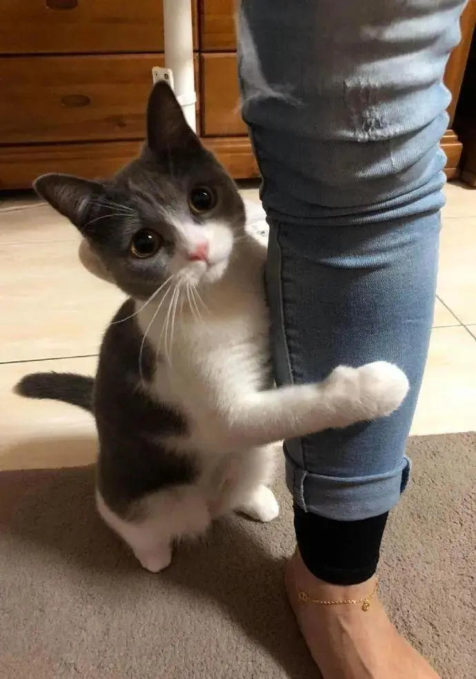 猫咪为什么会突然“抱住”你大腿？原来是这些意思！