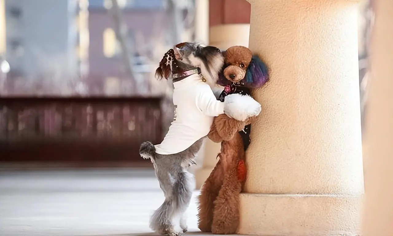 这4只网红狗狗，它们累计获得了十几亿的点赞和关注，让人见之爱不释手