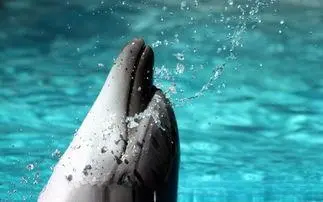 揭秘：海豚——海中好色泰迪狗，海豚的调皮“爱情”生活！