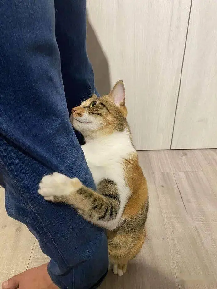 猫咪为什么会突然“抱住”你大腿？原来是这些意思！