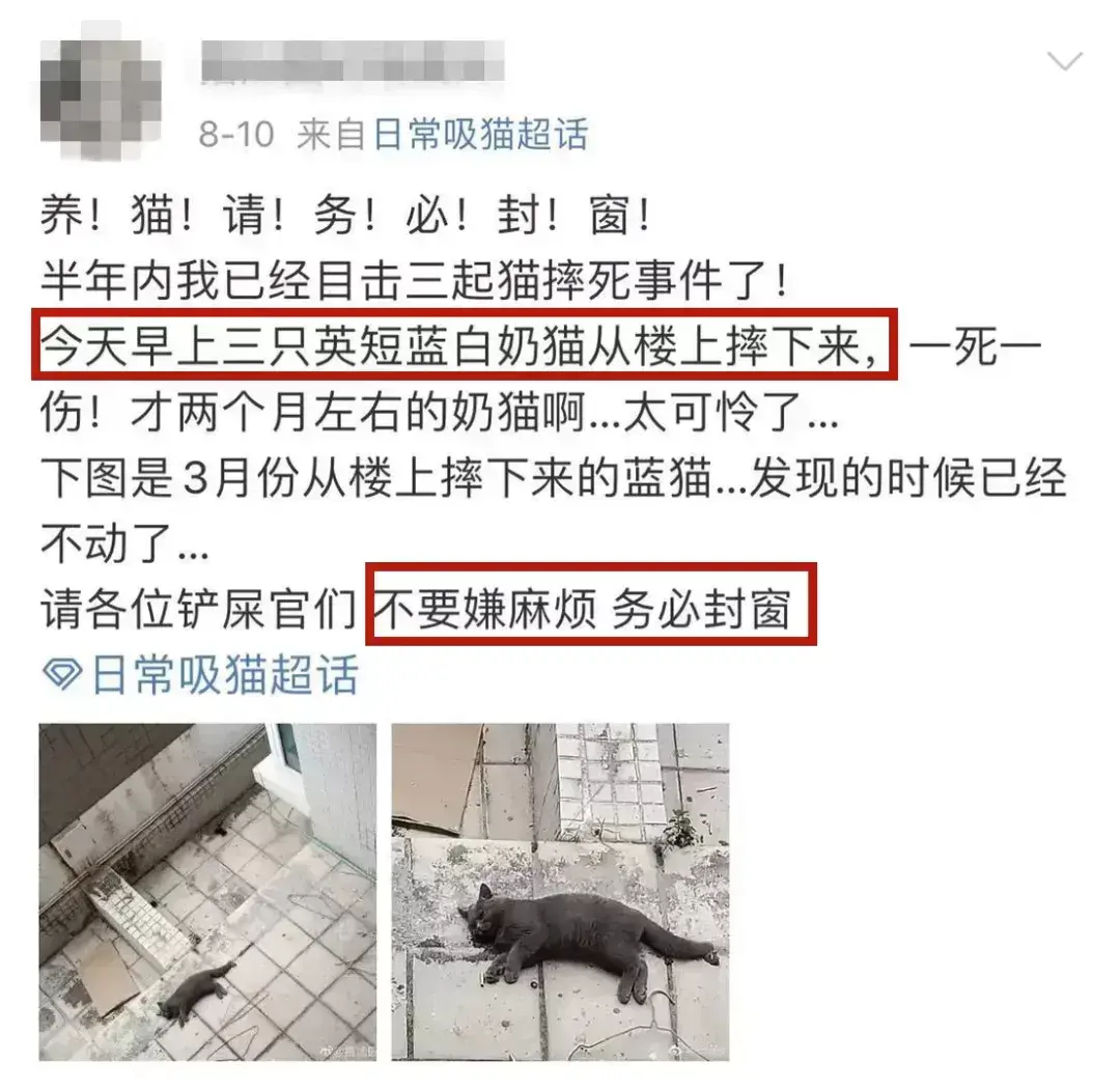 冷晨3点，我的猫跳窗后死亡，不要存在侥幸心理，尤其住在较高的楼层