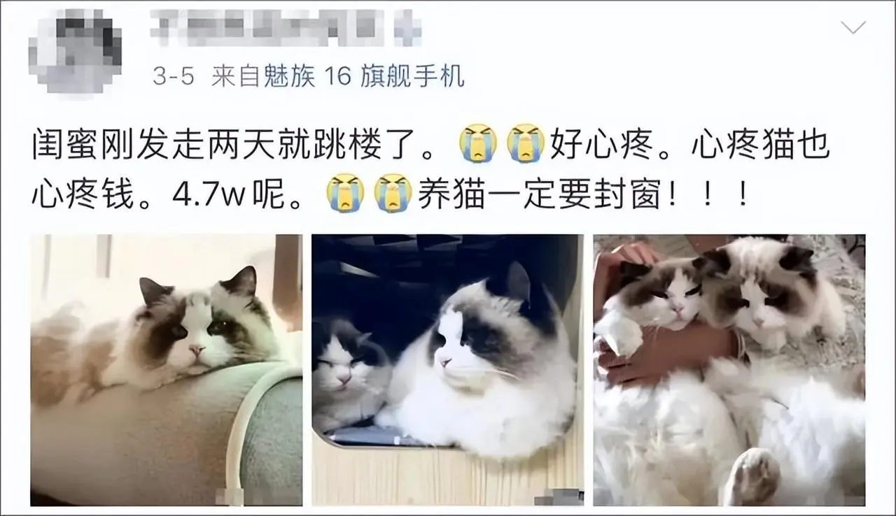 冷晨3点，我的猫跳窗后死亡，不要存在侥幸心理，尤其住在较高的楼层