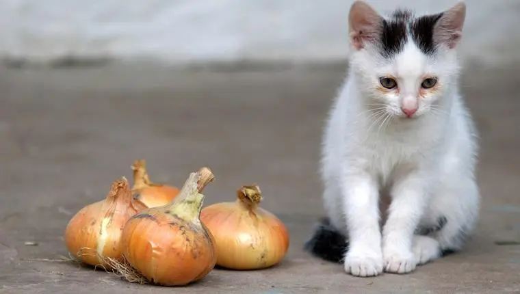 这8种食物，一定不要让猫咪吃到，可能会要了它的命！
