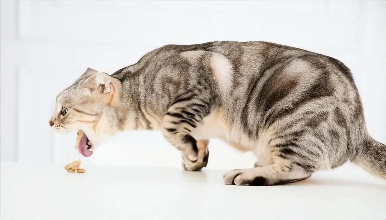 猫咪呕吐是一件常见的事情，七个常见呕吐的原因以及解决办法