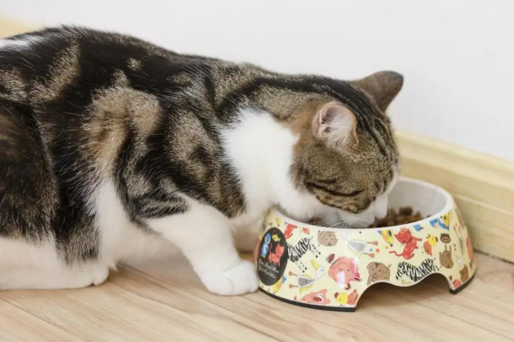 这8种食物，一定不要让猫咪吃到，可能会要了它的命！