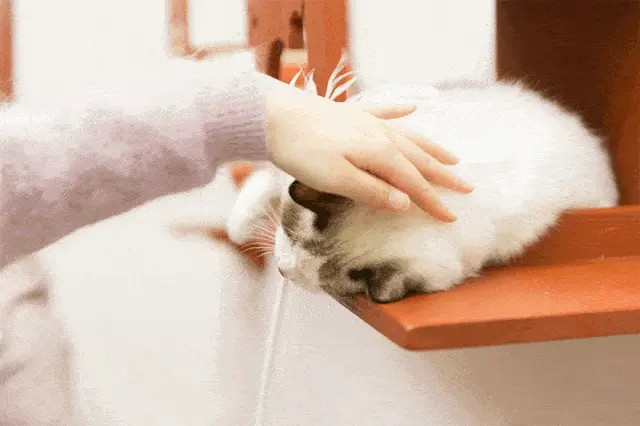 猫咪与你互动时，最想被抚摸的部位，主人摸对了吗？