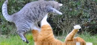 猫咪打架别急着分开！让我们一起来揭开这个“猫咪斗殴”之谜吧！