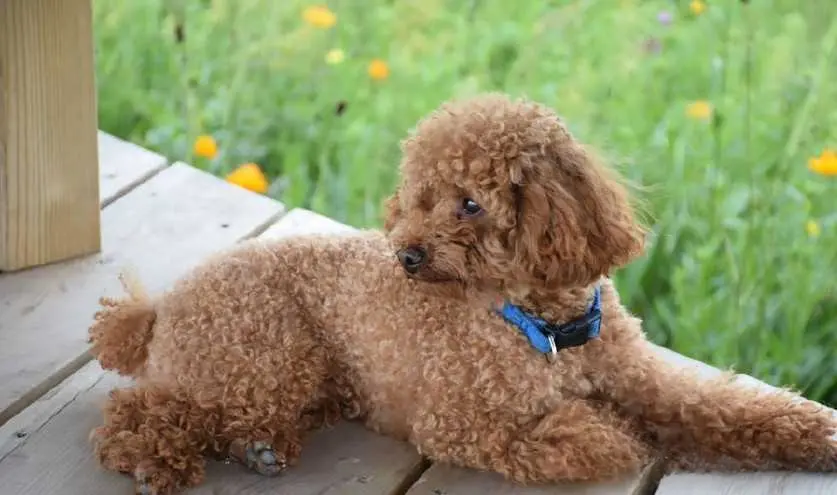 来聊一聊可爱的泰迪犬，以及它们为何被戏称为“泰日天”