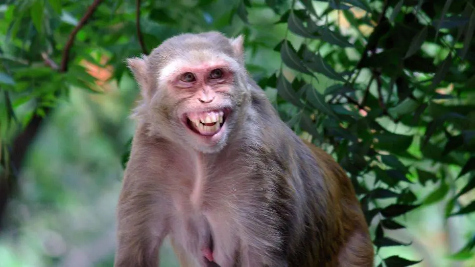 雄性猴子之间发生“亲密行为”的概率居然高达72%！是繁衍需要？