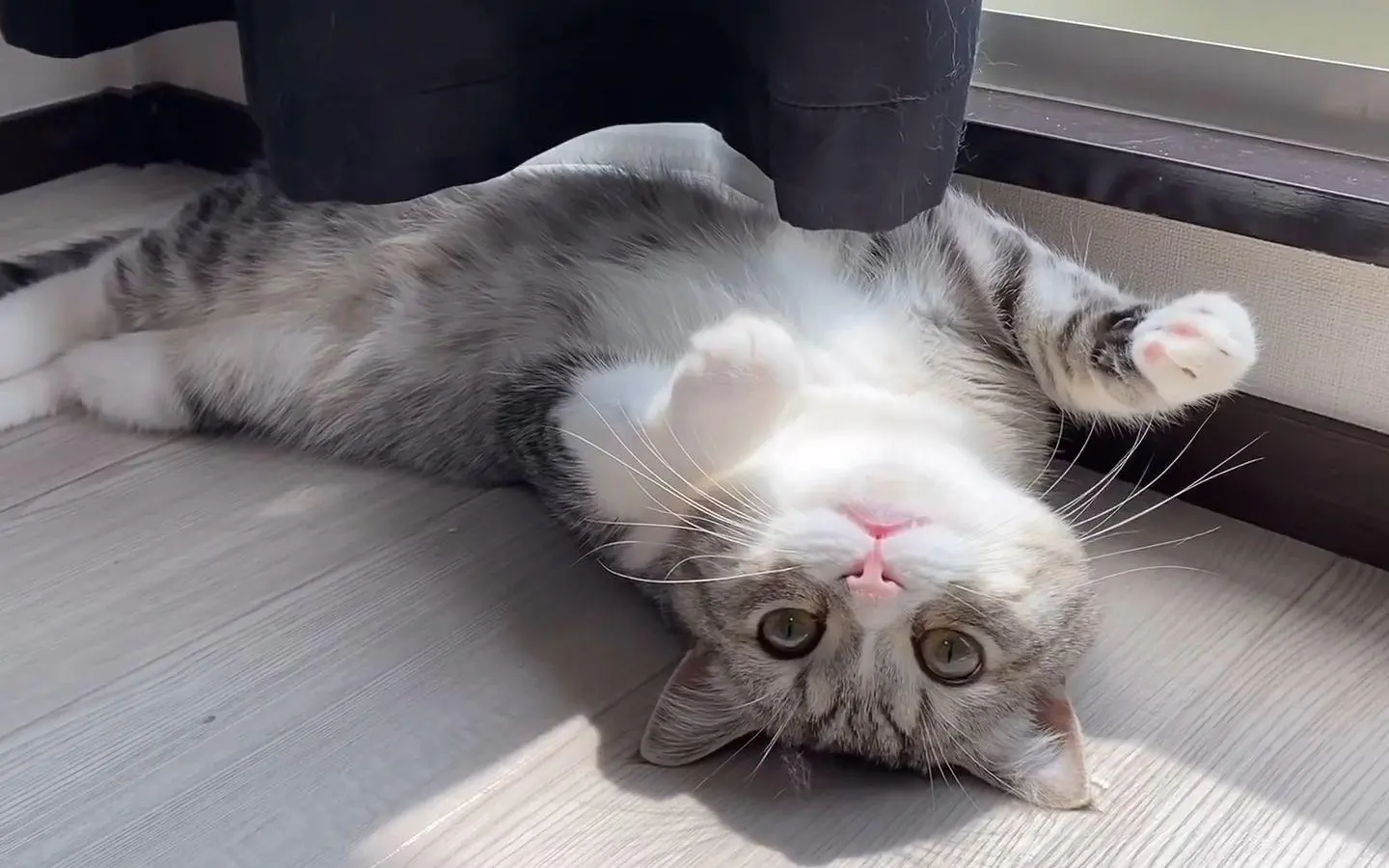 猫咪“四脚朝天”躺地上，是和你玩耍吗？是有这些原因