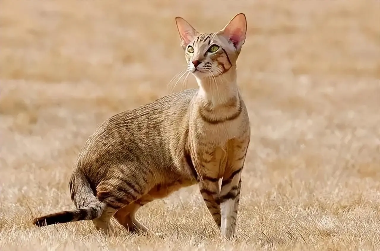世界上“体味最重”的猫，名副其实的“臭猫”！