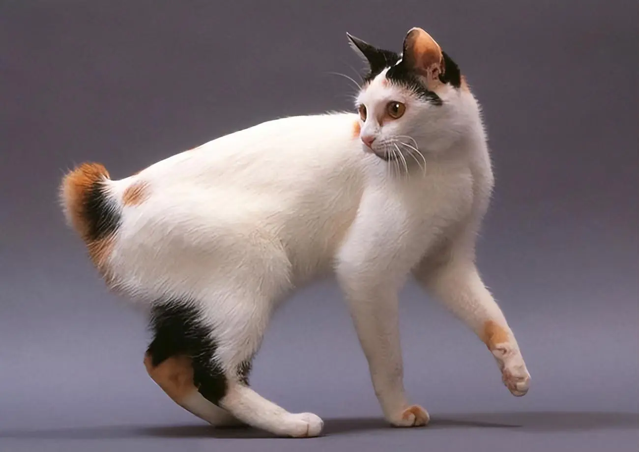 世界上“体味最重”的猫，名副其实的“臭猫”！