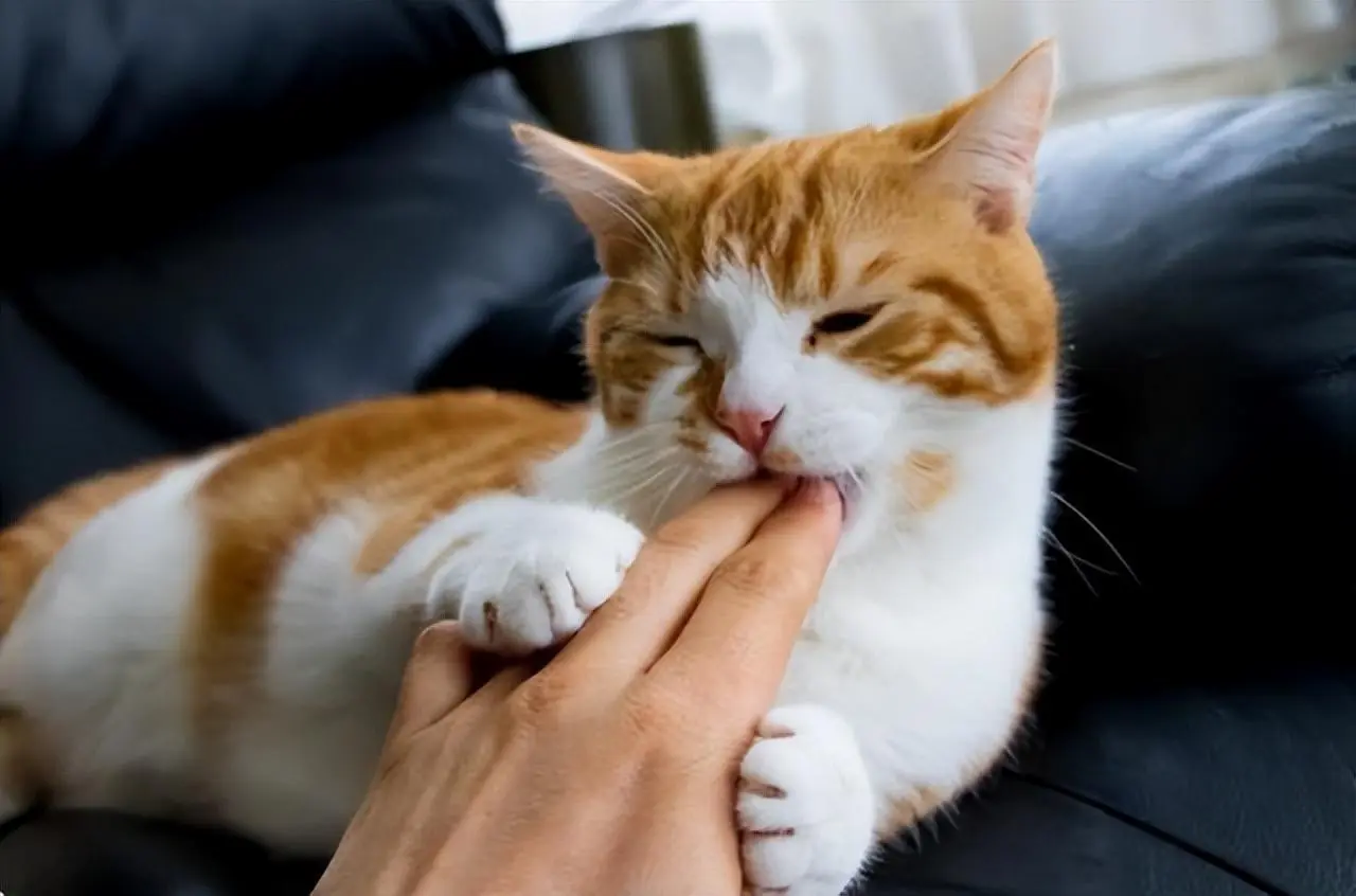 猫咪轻咬人可不是因为讨厌你哦，到底是为什么？