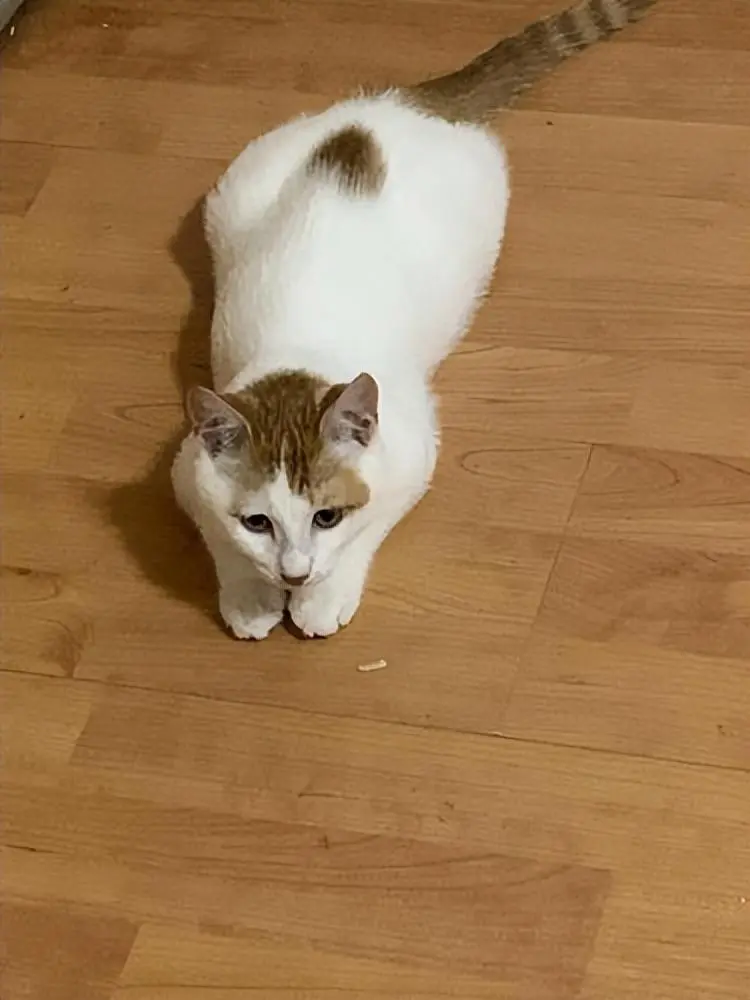 猫咪的喵喵叫有哪些意思呢？下面给你分析一些“喵言喵语”