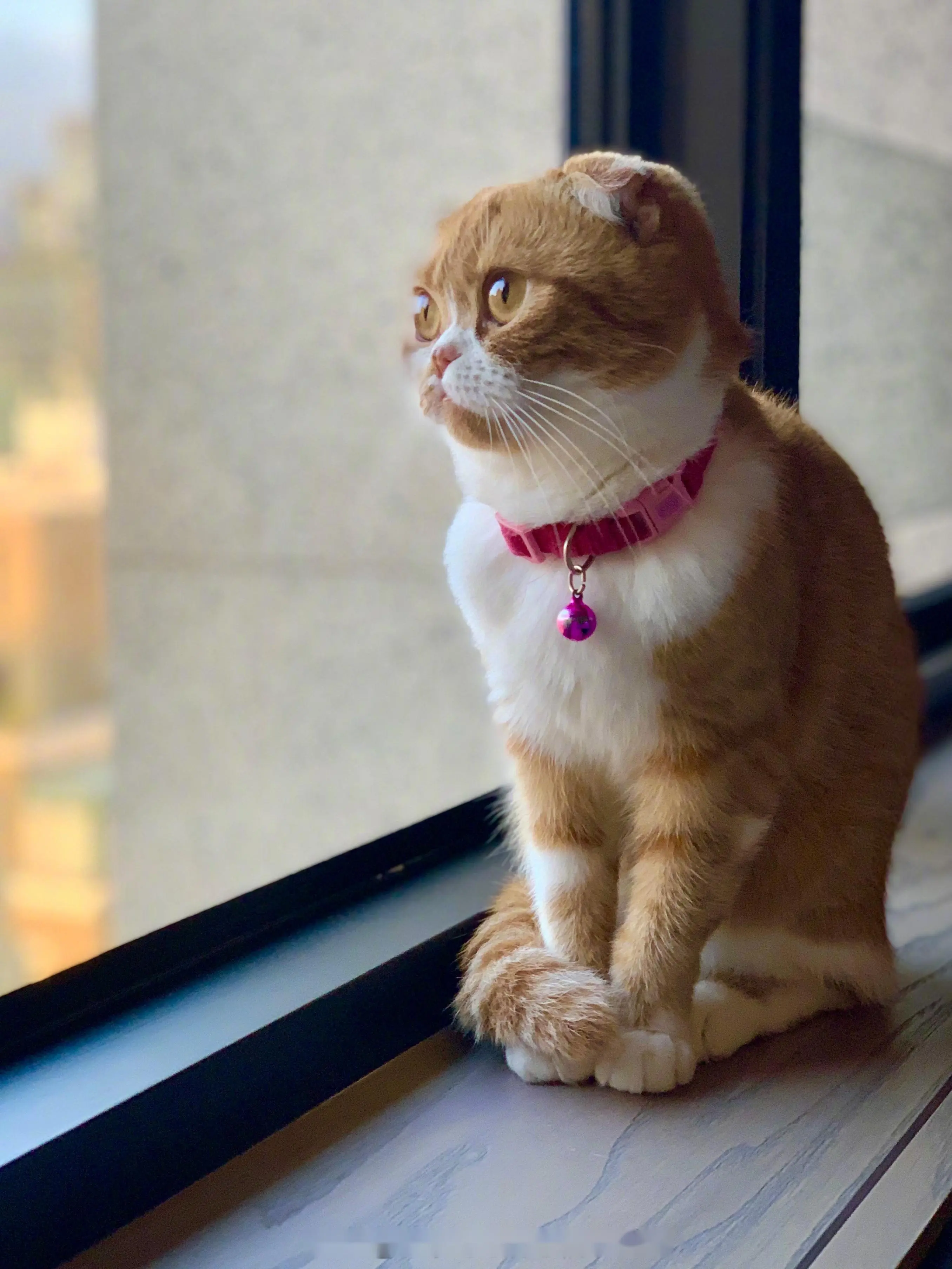 猫咪的喵喵叫有哪些意思呢？下面给你分析一些“喵言喵语”