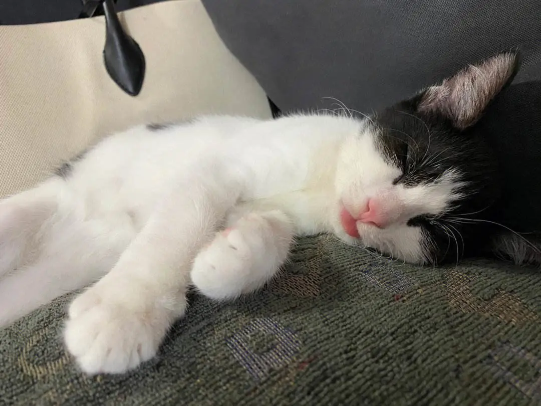猫咪的喵喵叫有哪些意思呢？下面给你分析一些“喵言喵语”
