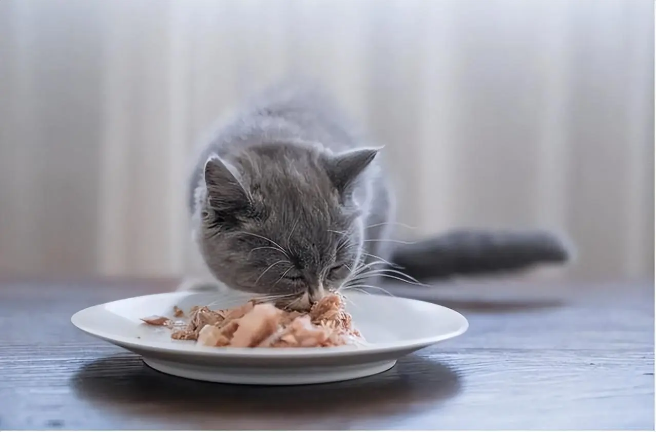 猫咪的喵喵叫有哪些意思呢？下面给你分析一些“喵言喵语”
