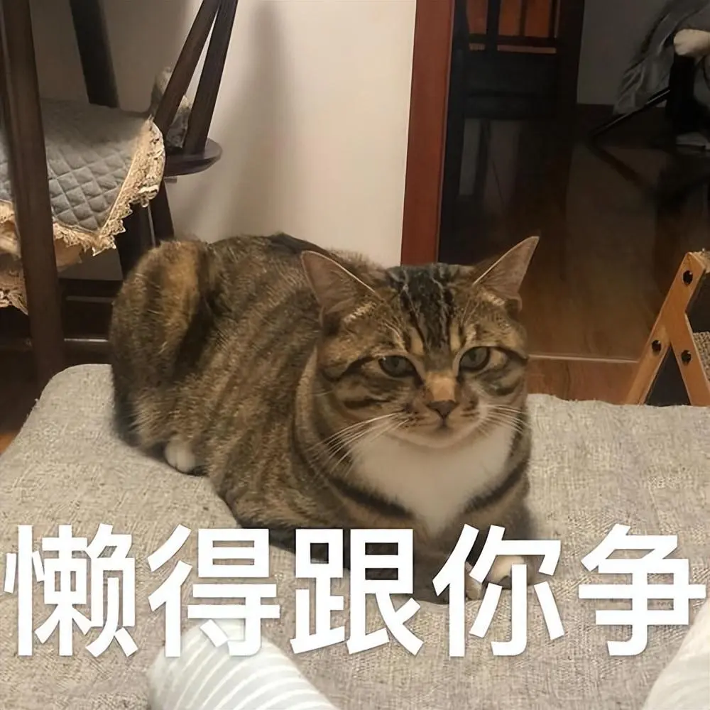 近年来养狸花猫的人越来越多了，这几点很受欢迎！