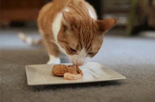 猫咪的喵喵叫有哪些意思呢？下面给你分析一些“喵言喵语”