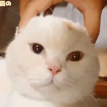 猫咪的喵喵叫有哪些意思呢？下面给你分析一些“喵言喵语”