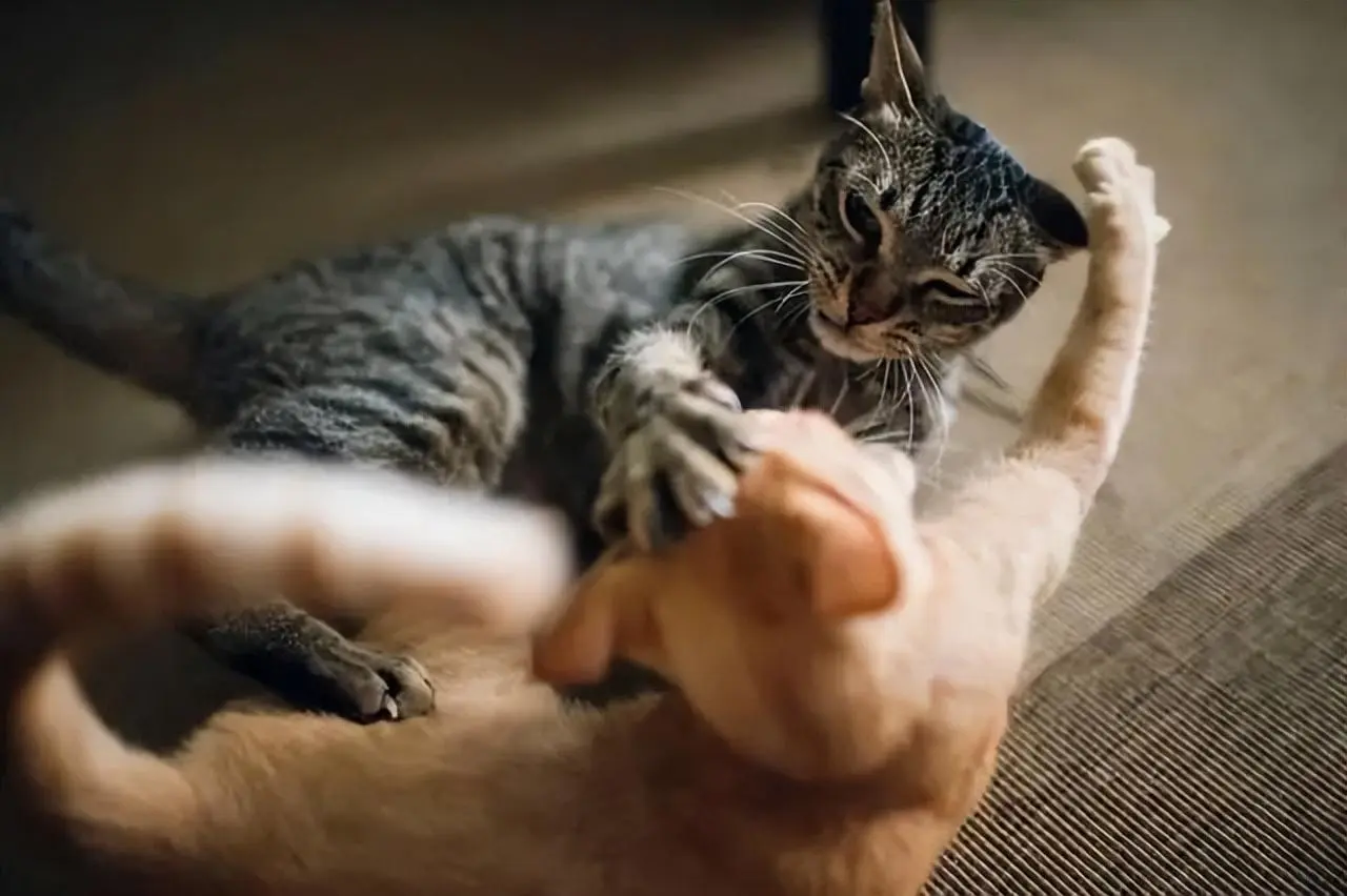 猫咪们为什么总是打架？它们之间到底有啥不可调和的矛盾啊？