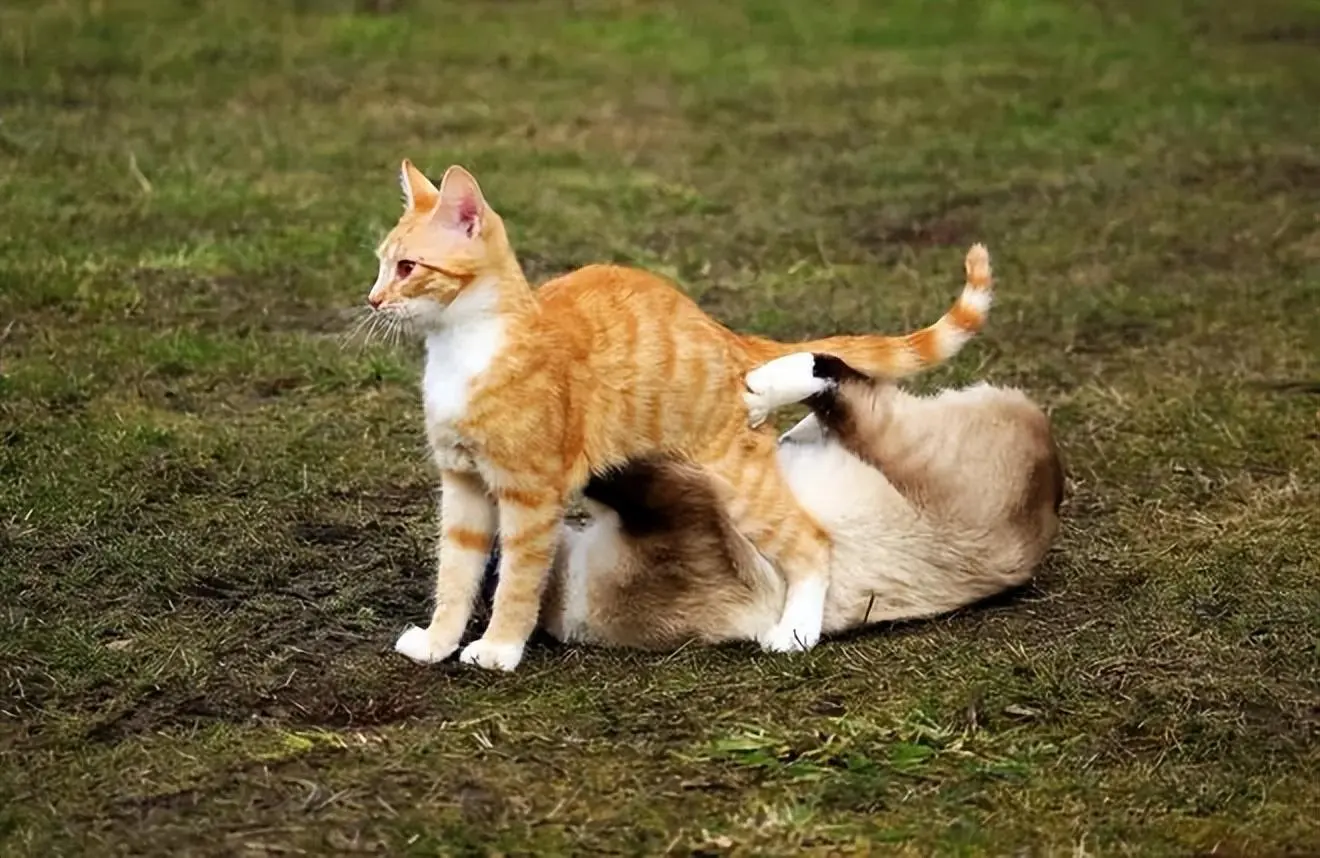 猫咪们为什么总是打架？它们之间到底有啥不可调和的矛盾啊？