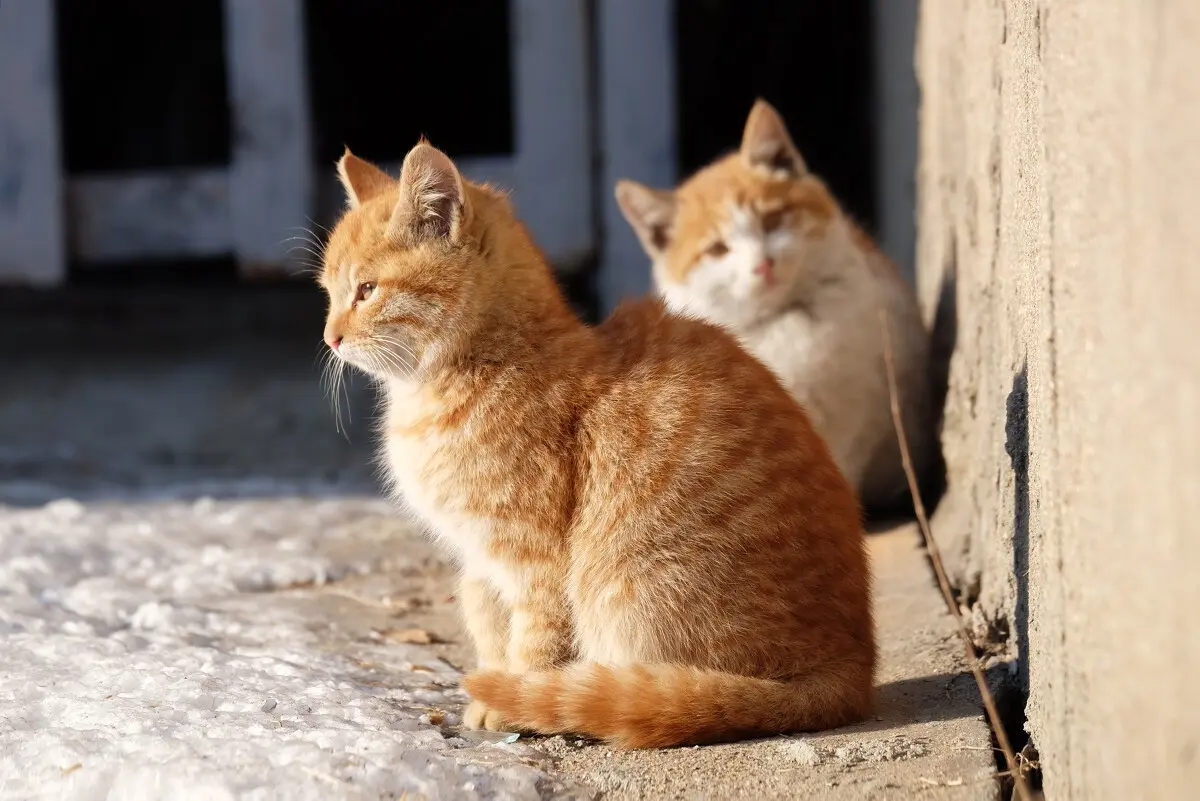 自己送上门的猫，大多都是流浪猫，那为什么说不能养呢？