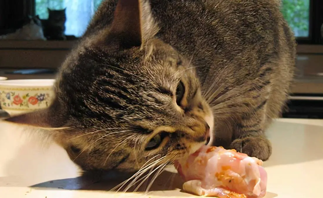 猫咪有寄生虫会引起很多问题，猫咪这些表现，说明它肚子里“有虫”