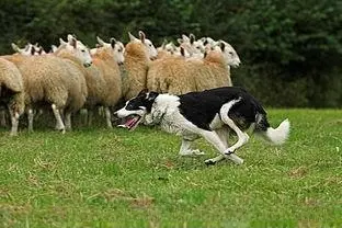生死一线间：牧羊犬与野狼的草原角逐