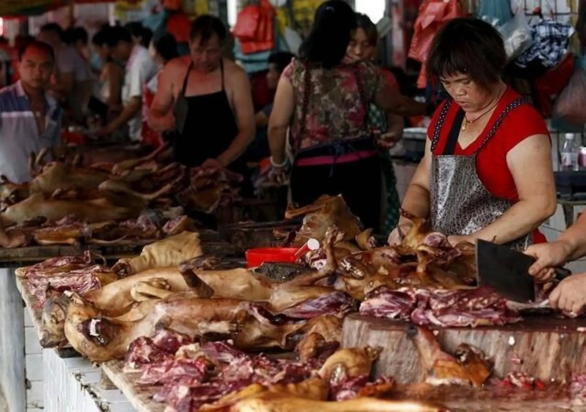 猫肉在越南如此受欢迎，中国吃货为何不爱猫肉？