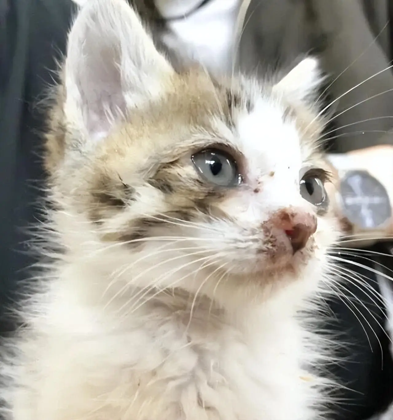 夫妇在马路中间救下一只小奶猫，两年后：它们都可以是漂亮的小猫