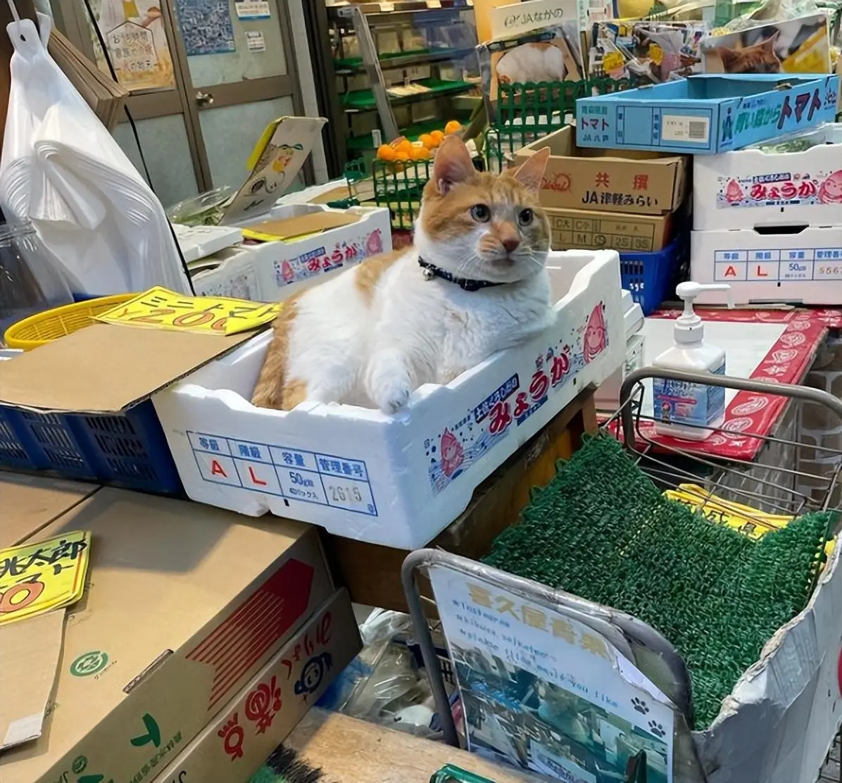 水果店老板收养一只橘猫抓老鼠，猫咪对待老鼠绝不手软！