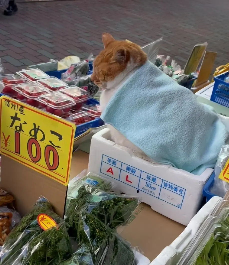 水果店老板收养一只橘猫抓老鼠，猫咪对待老鼠绝不手软！