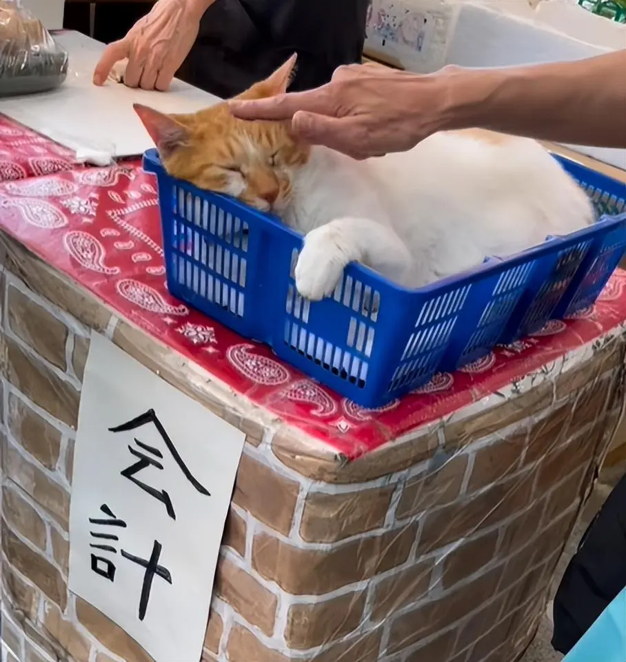 水果店老板收养一只橘猫抓老鼠，猫咪对待老鼠绝不手软！