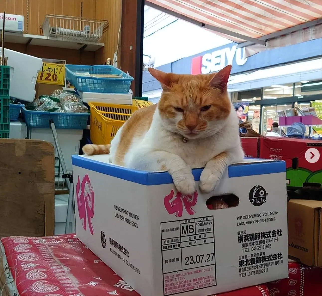 水果店老板收养一只橘猫抓老鼠，猫咪对待老鼠绝不手软！