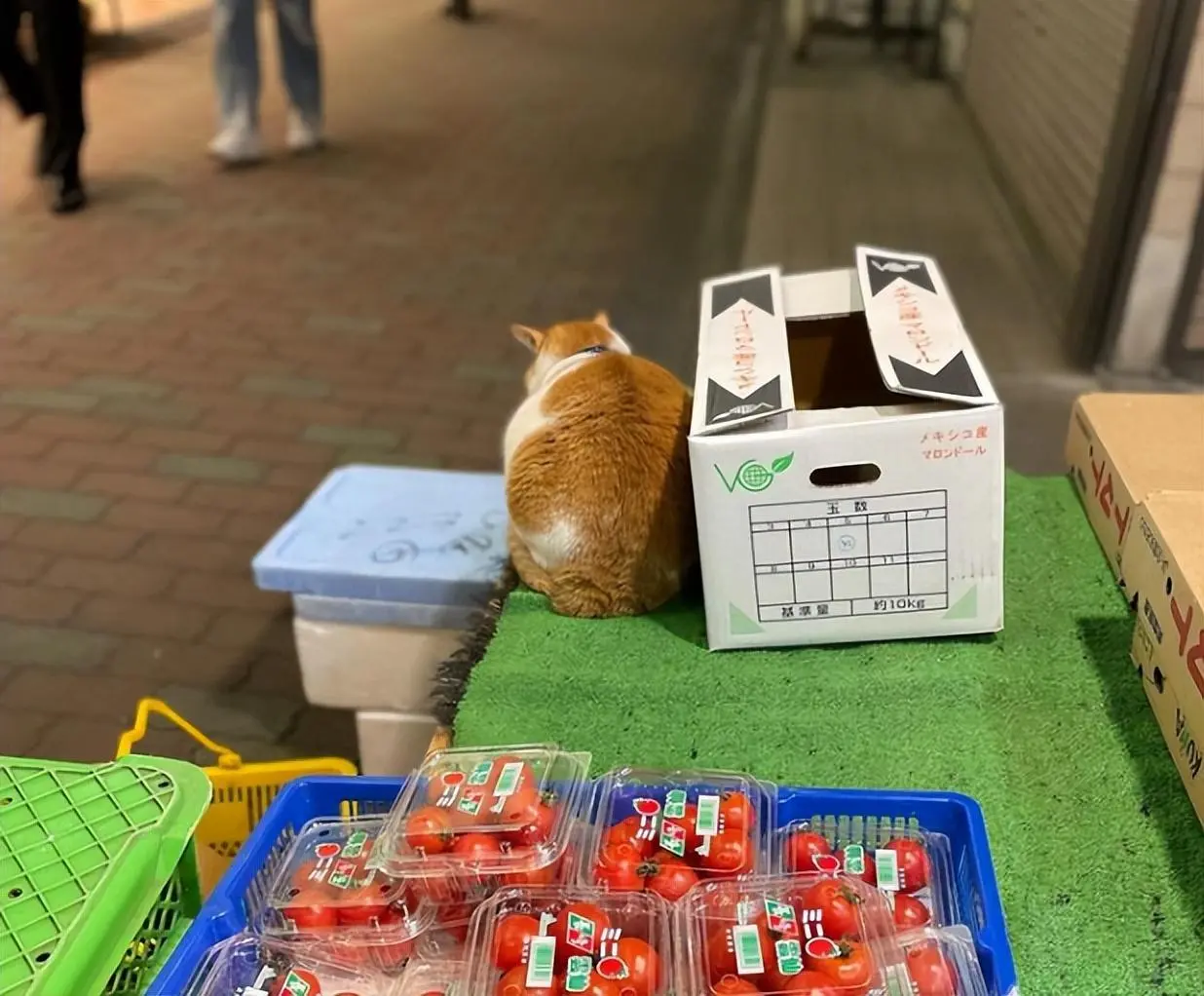 水果店老板收养一只橘猫抓老鼠，猫咪对待老鼠绝不手软！