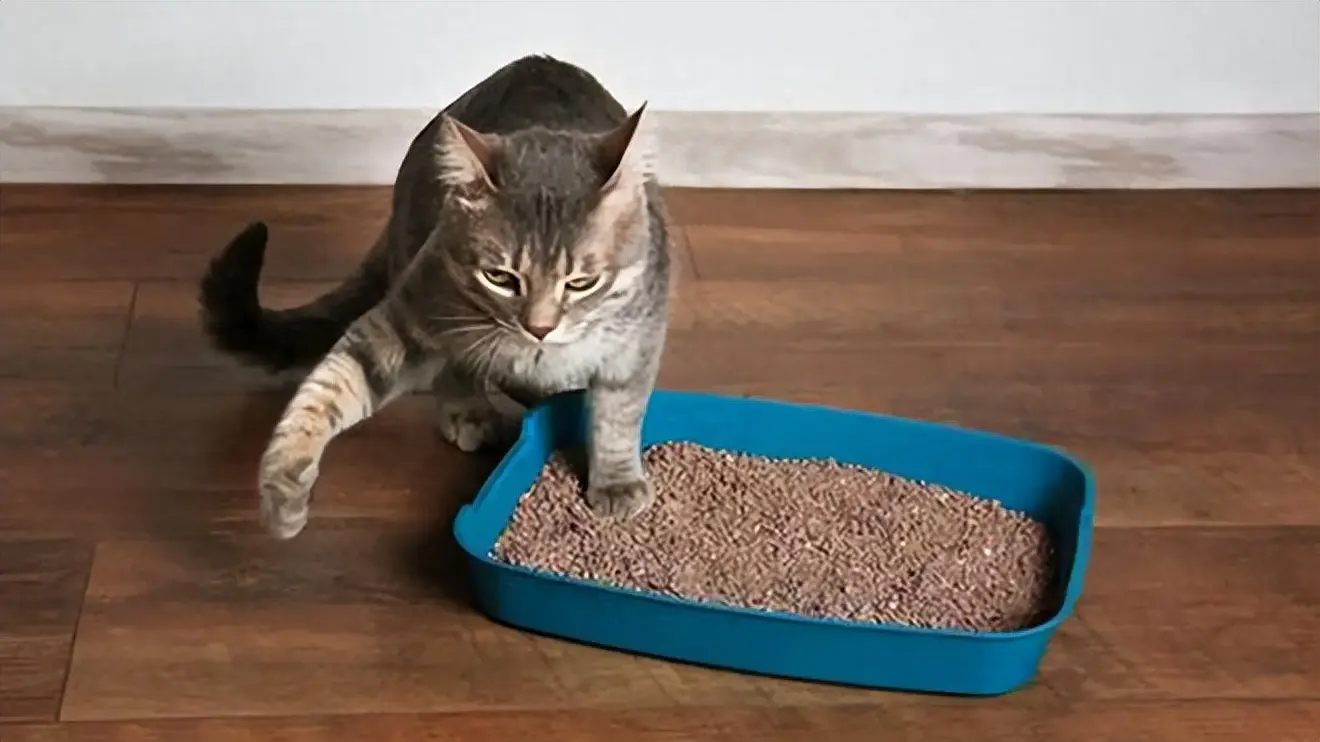 猫咪经常对着食物做出“埋屎”的动作，这个举动所包含哪些含义？