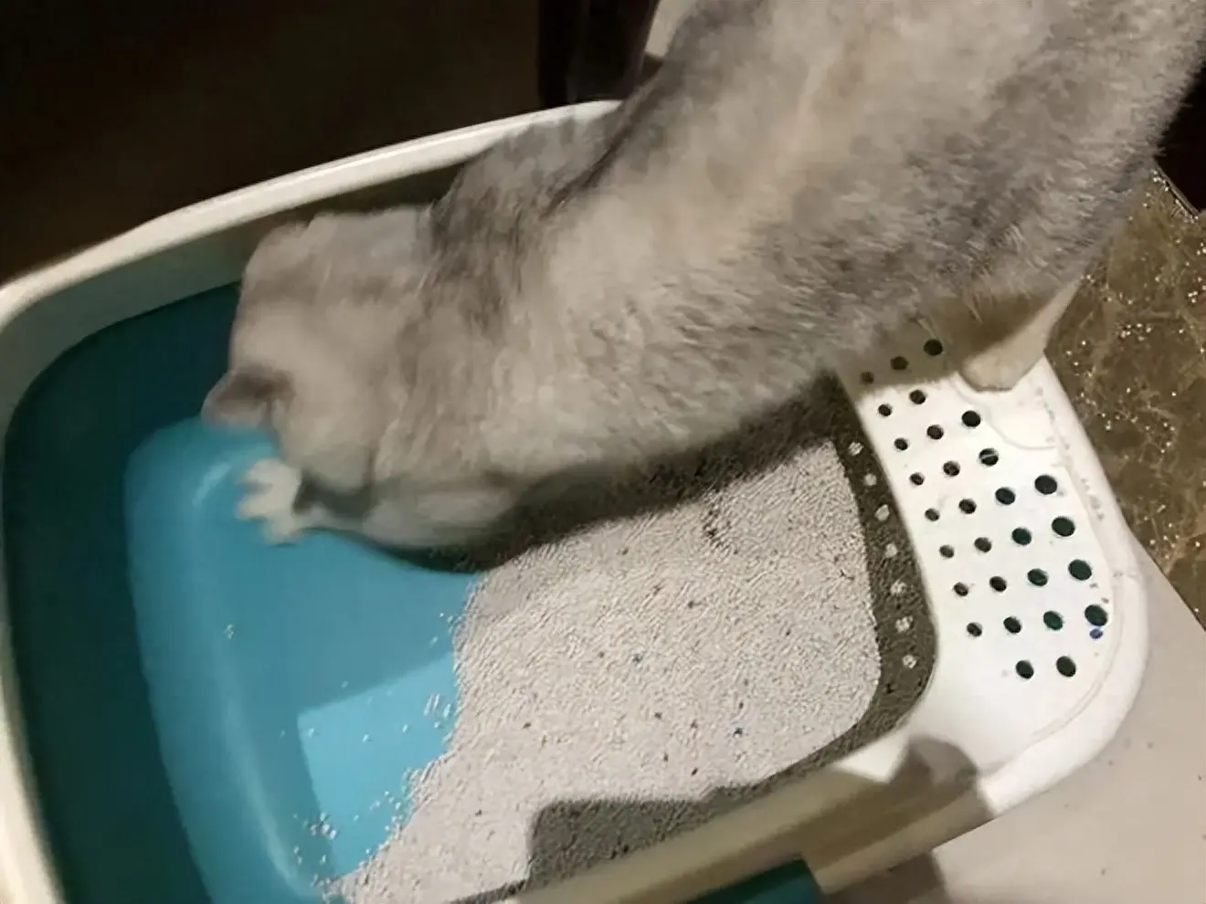 猫咪经常对着食物做出“埋屎”的动作，这个举动所包含哪些含义？