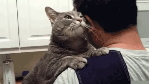 你抱猫咪时，你知道这时候猫咪会怎么想吗？