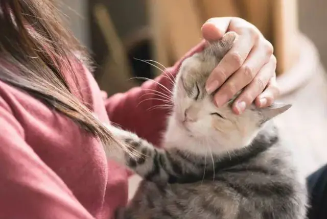 你抱猫咪时，你知道这时候猫咪会怎么想吗？