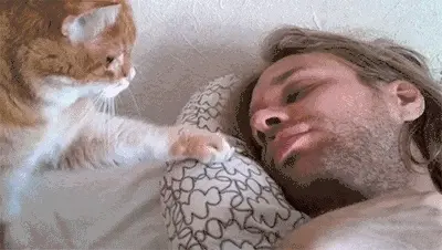 千万不要让猫咪上床睡觉，原因太真实了！
