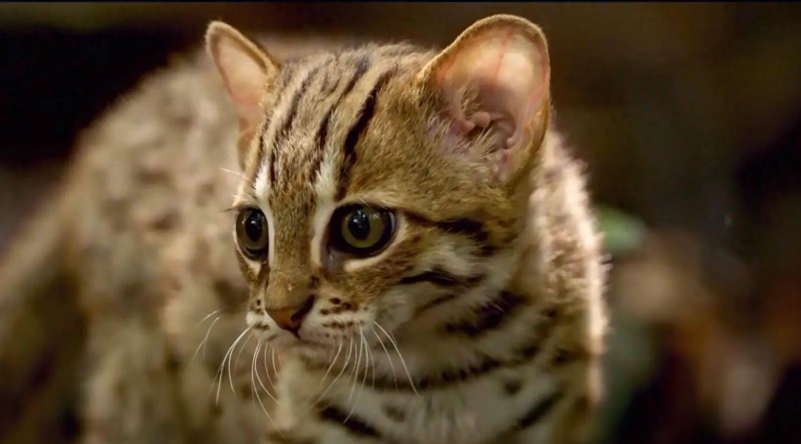 2020年广东老太从山上捡回小猫——实际上是一只稀有的豹猫