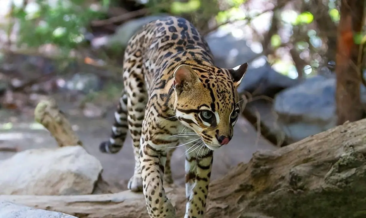 2020年广东老太从山上捡回小猫——实际上是一只稀有的豹猫