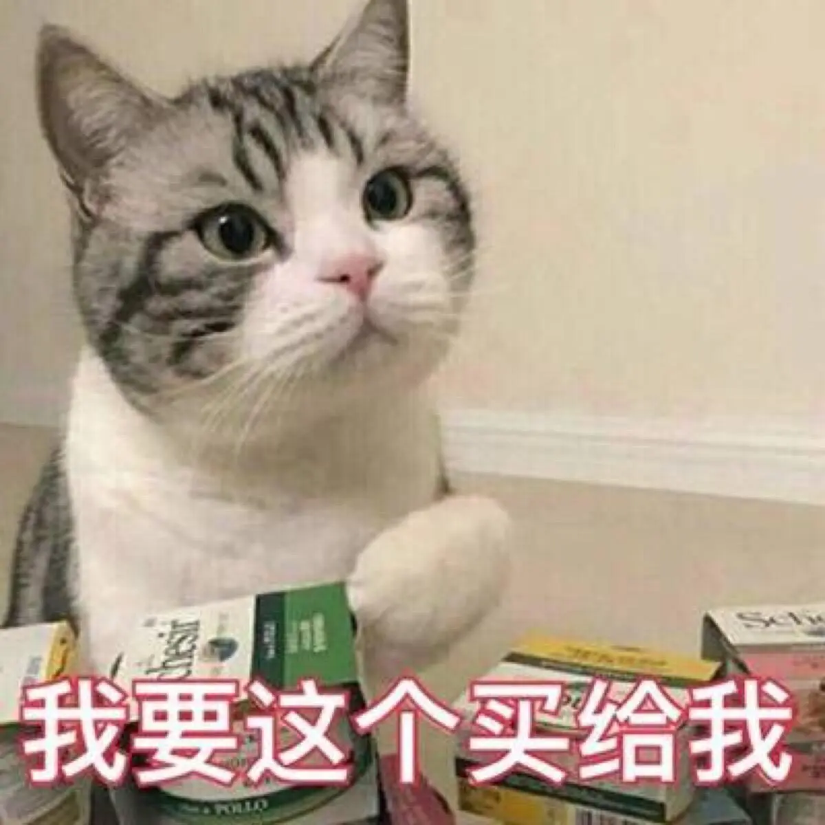 不少人在养猫后，多半都会得这些“病”，别不信！