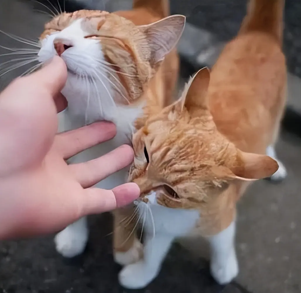 猫咪舔人是在跟你玩，其实不是的，而是在给你信号！