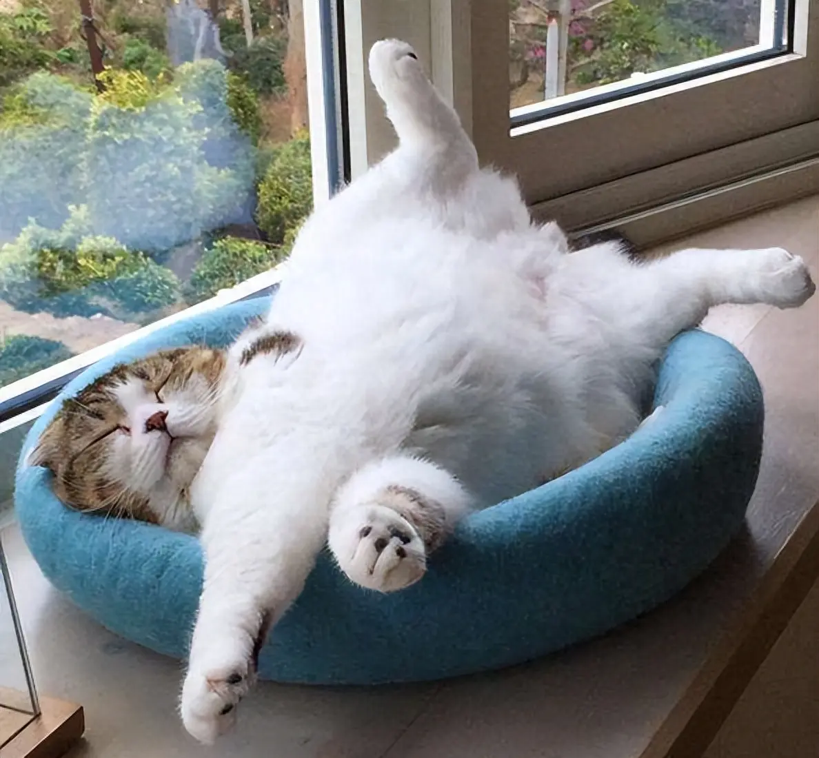 猫咪的性格通过猫咪的睡姿也能略猜出一二，挺准的！