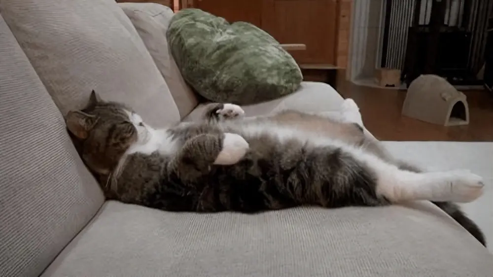 猫咪的性格通过猫咪的睡姿也能略猜出一二，挺准的！